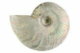 Silver Iridescent Ammonite (Cleoniceras) Fossil - Madagascar #346742-1